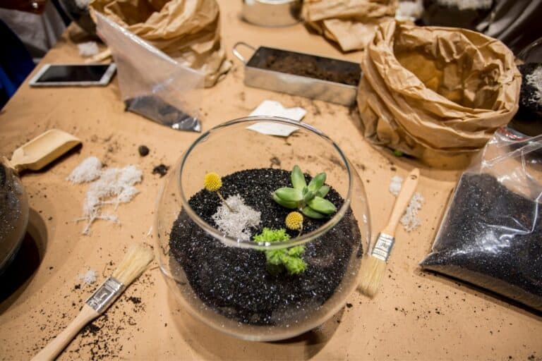 do-terrariums-need-charcoal-yes-or-no-all-about-ariums